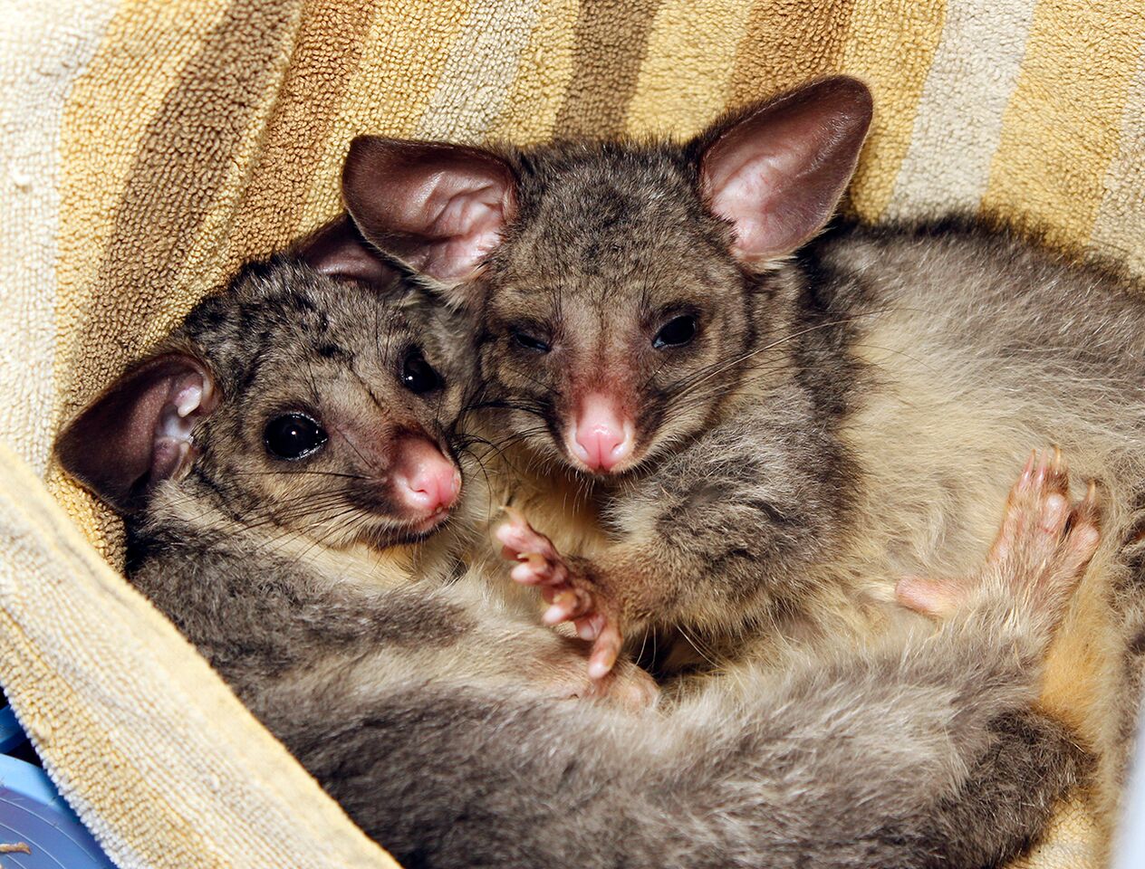 Donate to Mandurah Wildlife Rescue Inc